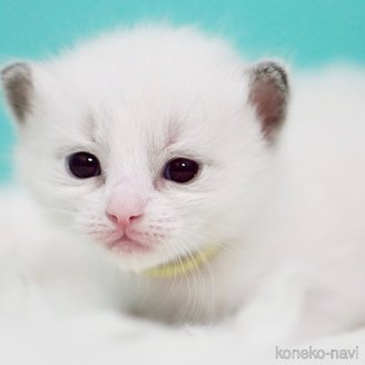 販売中の東京都のラグドール-119249の13枚目